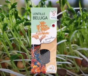 Lentille Beluga