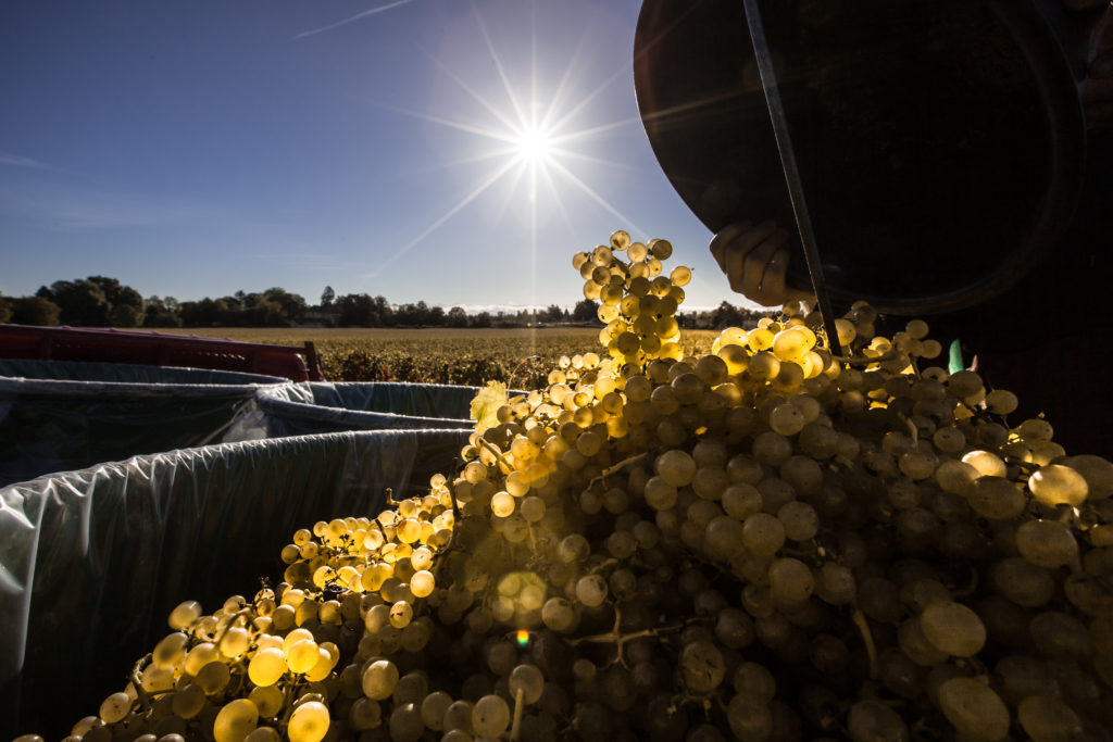 journee mondiale du chasselas