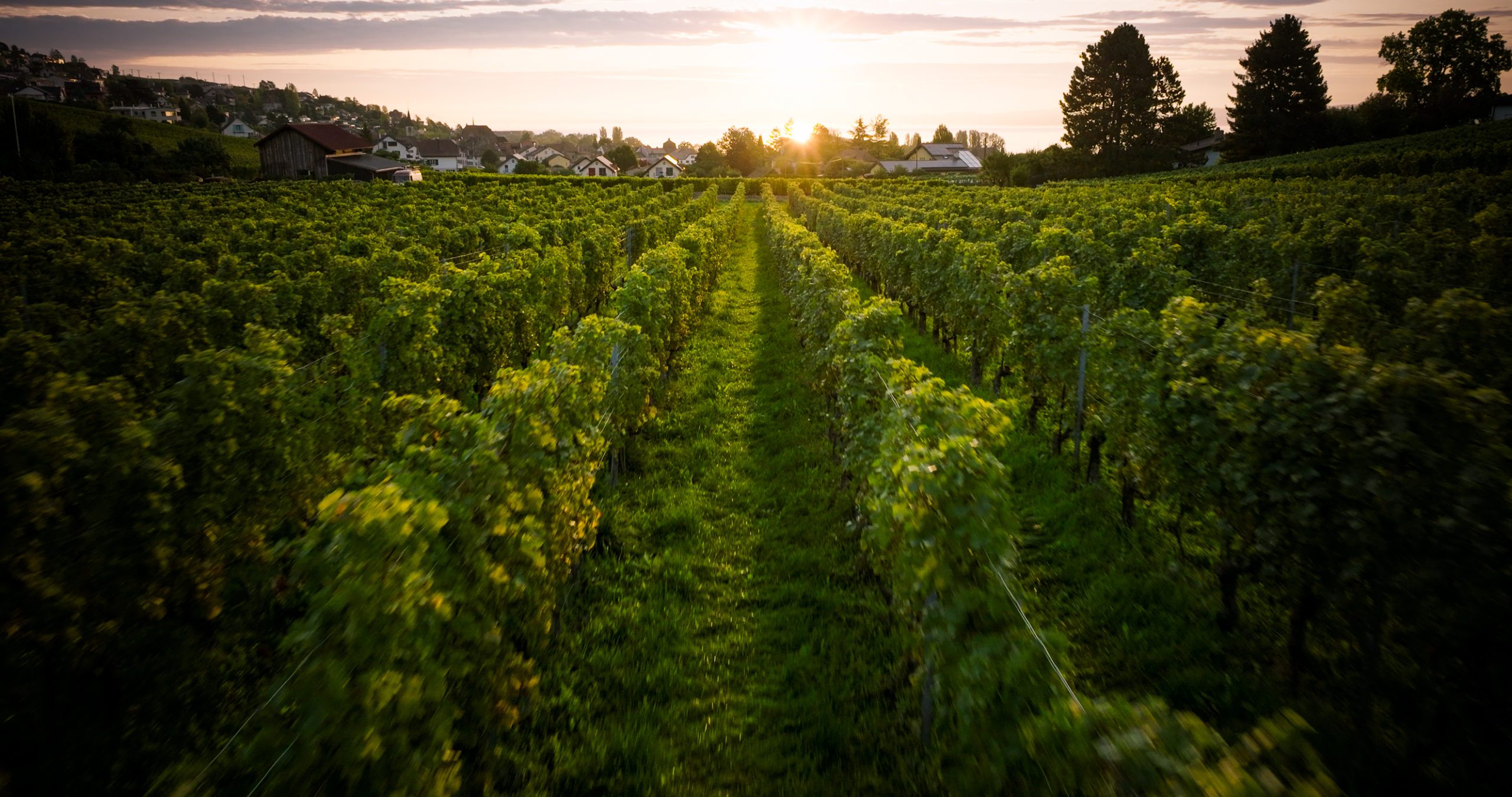 vignoble